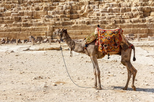 Preview: Portrait of a camel in the desert, egypt, travel, dromedary,