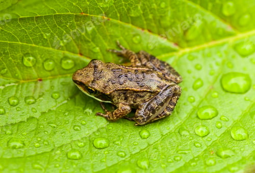 Vista previa: Miniature from sitting on a Wet Leaf
