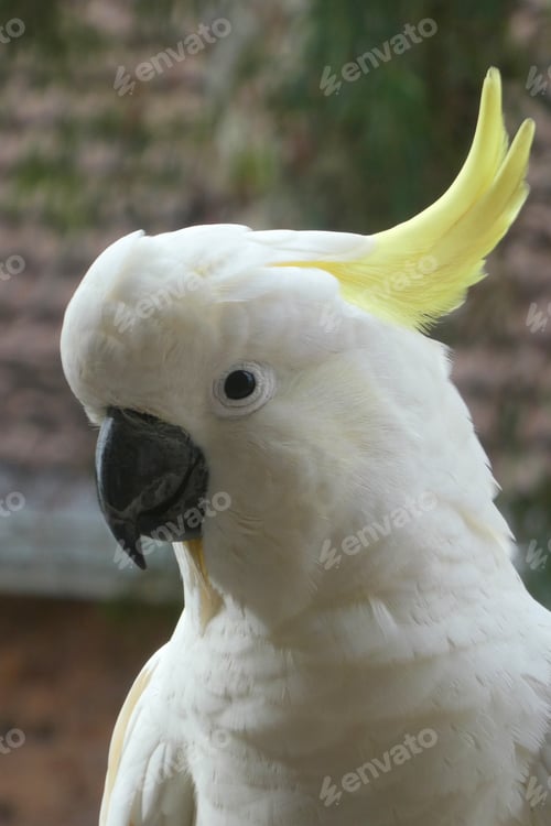 Preview: cockatoo bird looking at camera