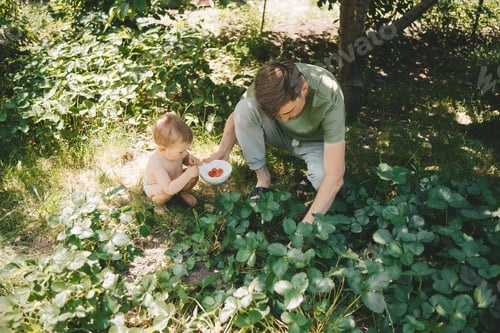 Preview: dad and son picking strawberries in the garden