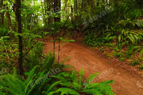Preview: Hiking Trail through the Lush Foliage in the Woods