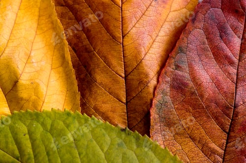 Preview: Autumn composition, wet colorful leaves. Studio shot.