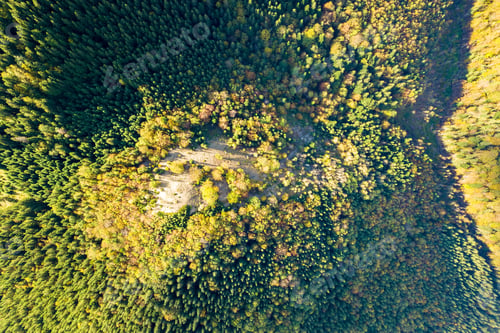 Preview: Top down aerial view of bright green spruce and yellow autumn trees in fall forest