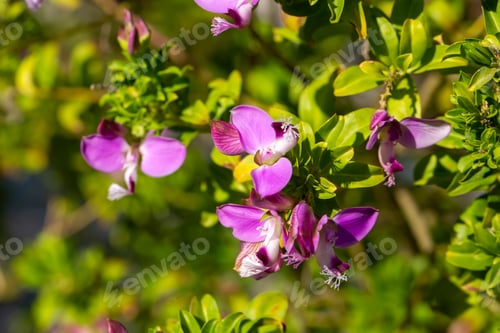 Preview: Polygala myrtifolia is a plant species belonging to the Polygala genus.