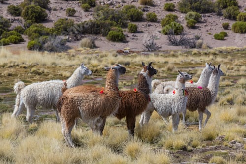 Preview: Llama