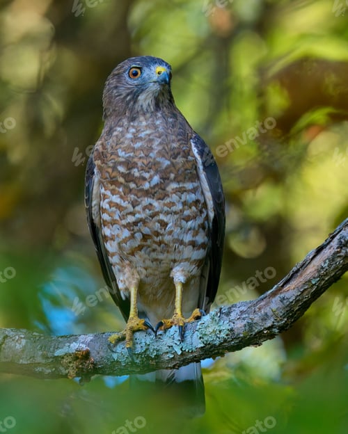 Preview: Close-up of a Broad-Winged Hawk perched on a tree branch