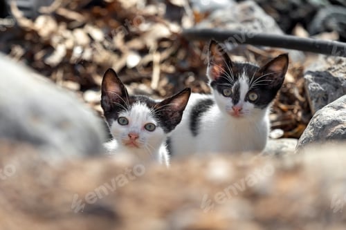 Preview: Cute stray kittens on the street