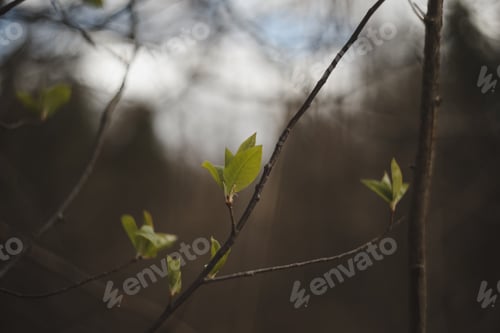 Preview: Leaves blossom on branches in spring. Nature background. Spring wallpaper, close-up, selective focus