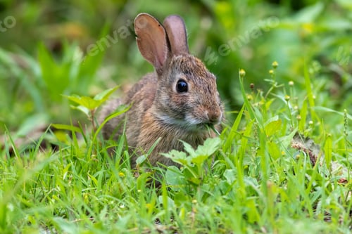 Preview: Selective focus shot of a brown rabbit sitting in green grass under sunlight