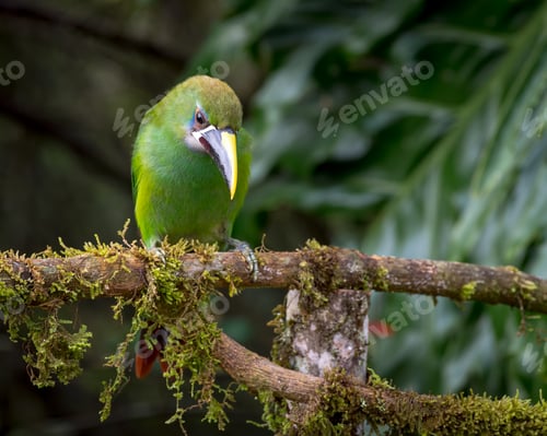 Preview: Toucan looking down from a moss-filled stick