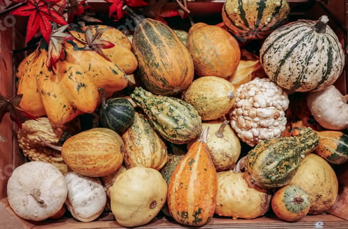 Preview: Pile pumpkins of various colors and sizes.