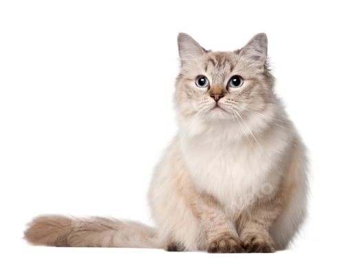 Preview: Ragdoll cat, 10 months old, sitting in front of white background