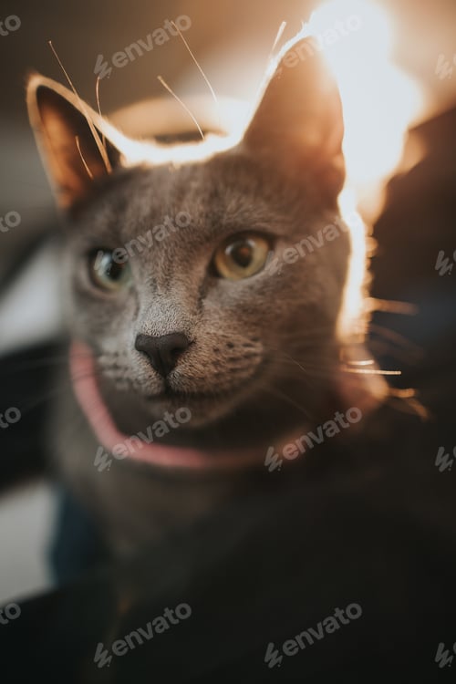 Preview: Vertical shot of a Russian blue cat at home