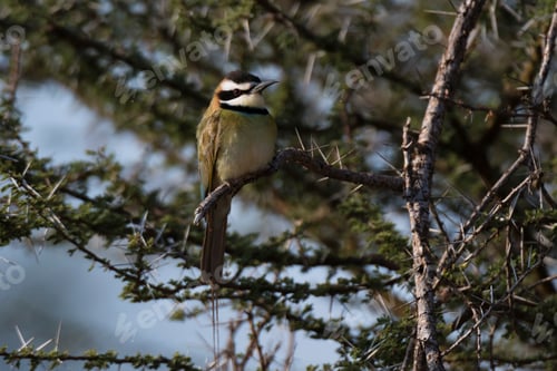 Preview: White-throated Bee-eater (Merops albicollis), Samburu National Reserve, Kenya, Africa