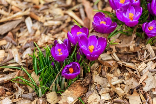 Preview: Purple crocus flowers bloom in spring in garden with brown mulch
