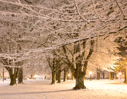Preview: Fresh Snow in a City Park