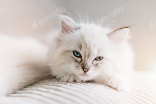 Preview: Ragdoll cat small kitten portrait at home