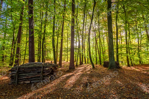 Preview: Green and gold forest in autumn, Europe