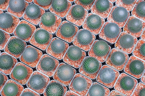 Preview: Top view of many small Mammillaria microthele with perbella cactus are growing on white flower pots