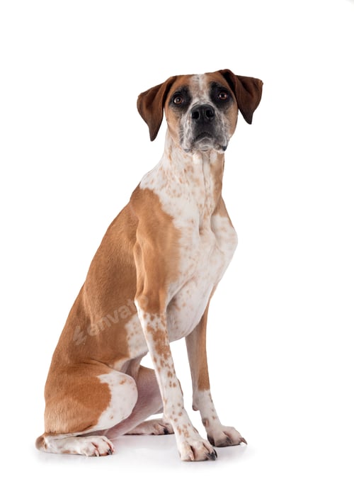 Preview: mixed-breed in studio