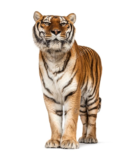Preview: Tiger