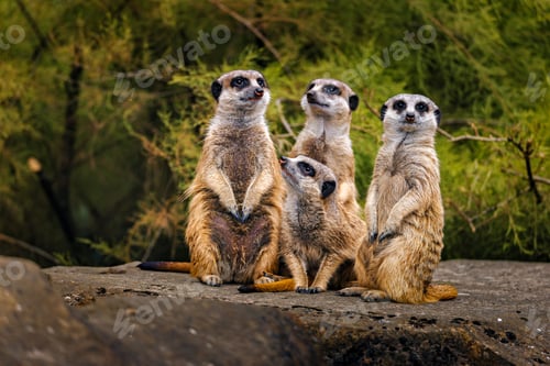 Preview: Group of meerkats on a rock with green background