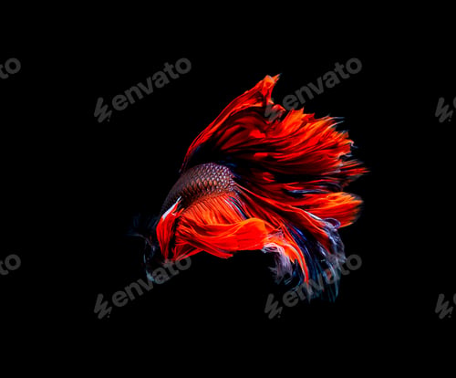 Preview: Betta fish, siamese fighting fish, betta splendens isolated on black background