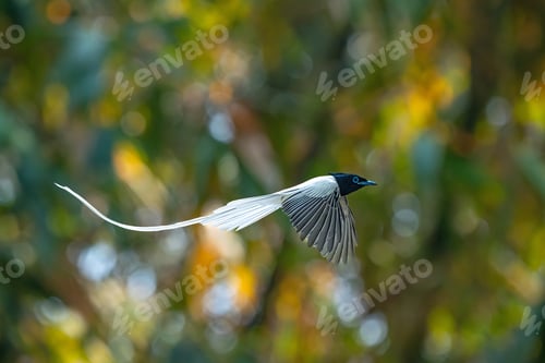 Preview: The Asian Paradise Flycatcher