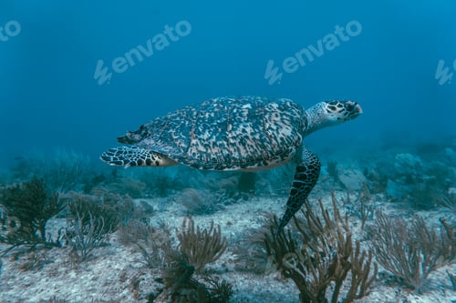 Preview: sea turtle underwater swim in the ocean scenery blue water