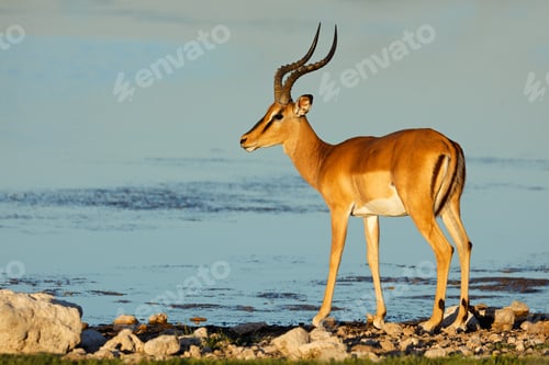 Preview: Impala antelope at a waterhole