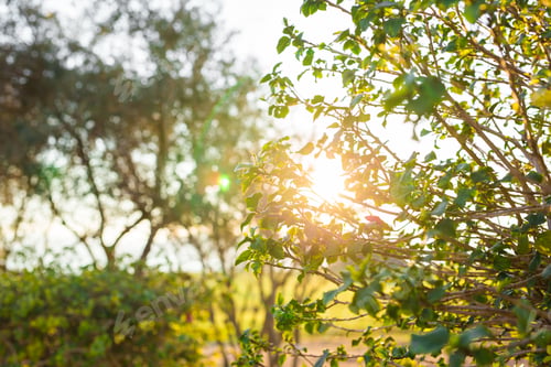 Preview: Fresh green leaves on nature framing the sun in the middle and forming rays of light