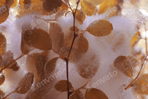 Preview: Spring Flowers Are Frozen In Ice
