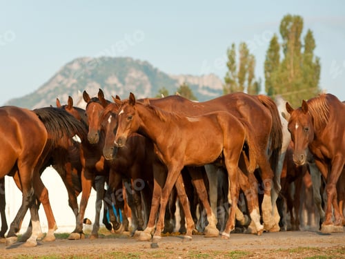 Preview: arabian, horse, mare, stallion, riding