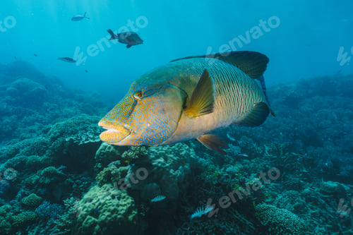 Preview: Cheilinus undulatus, maori wrasse humphead fish in australia