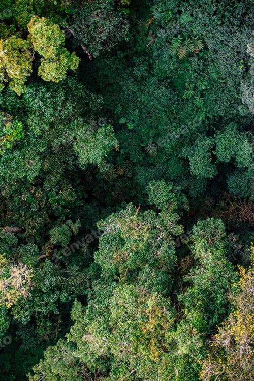 Preview: View from above of the forest