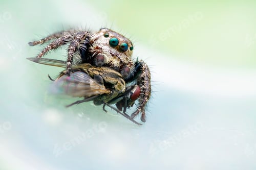 Preview: Spider Catching Fly in Web