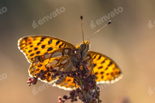 Preview: Queen of Spain fritillary
