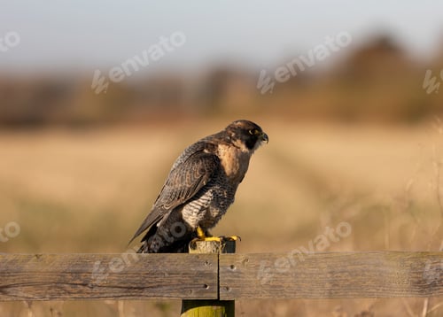 Preview: Peregrine falcon perched atop a wooden fence post.