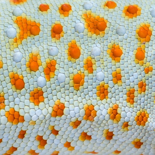 Preview: close-up on a colorful reptile skin