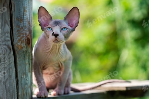 Preview: Canadian Sphynx Cat of chocolate mink and white color sits relaxed on high wooden crossbar outdoors