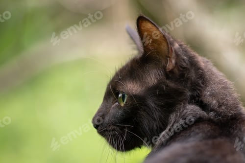 Preview: Cute cat on full alert to the surroundings, head turns side as watchful eyes