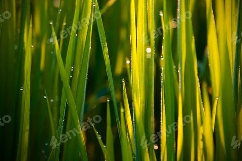 Preview: Green fields rice In the morning sun Beautiful nature