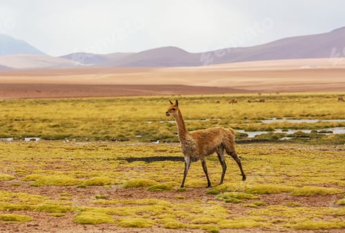 Preview: Vicuna