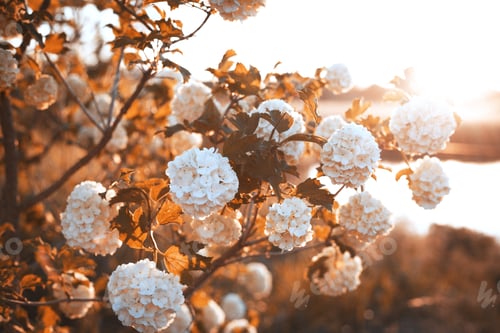 Preview: Hydrangea Blossoms Softly Glow in the Evening Light