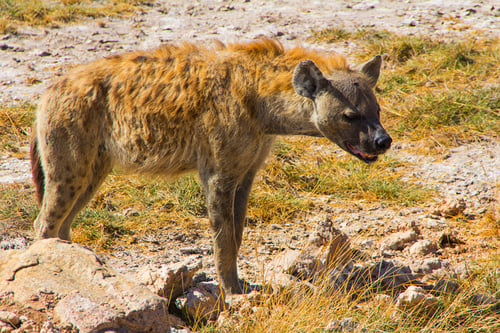 Preview: Scavenger hyena, africa, african, alert, animal, carnivore, creature, dangerous, wildlife