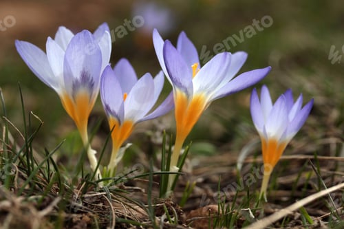 Preview: Crocus Flowers In Spring