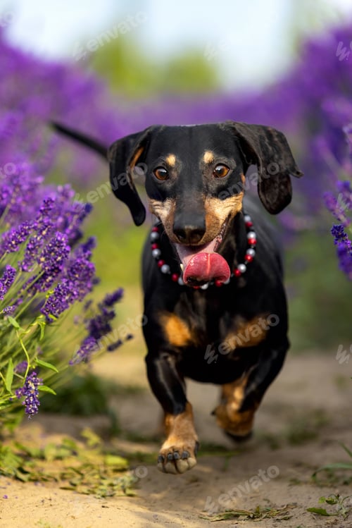 Preview: Happy Dachshund Sausage Dog Panting in Lavender Garden