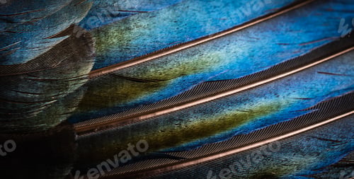 Preview: black and blue feathers of a magpie. background or texture