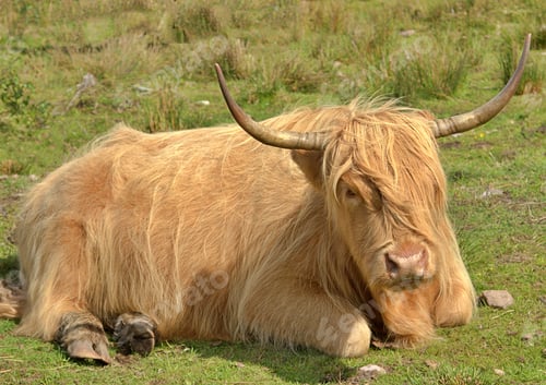 Preview: Hairy Coo
