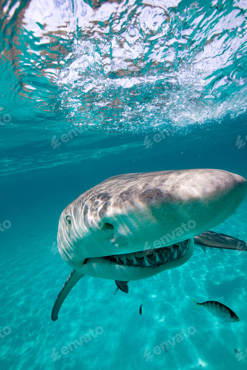 Preview: Grinning Lemon Shark